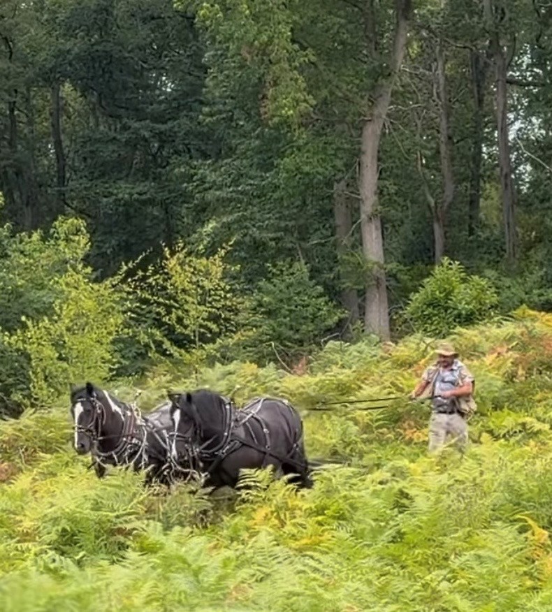 Horses