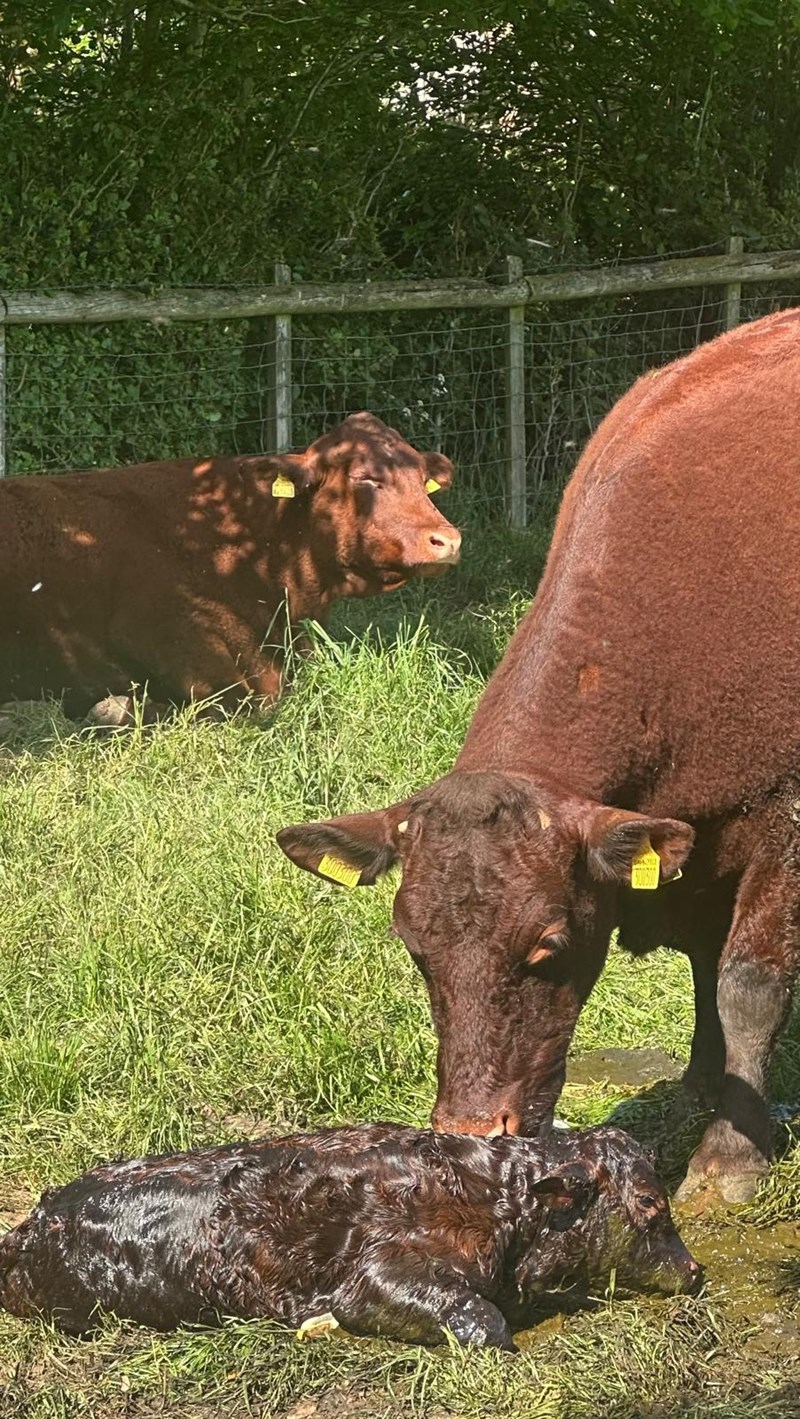 New Calf
