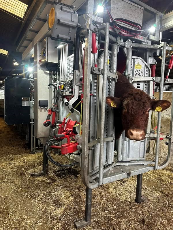 Cows Foot Trim