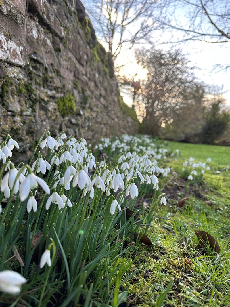Snowdrops