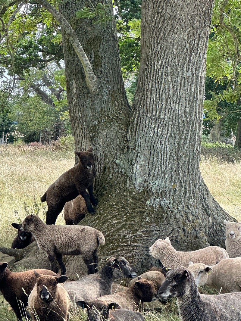Lambs Under The Tree