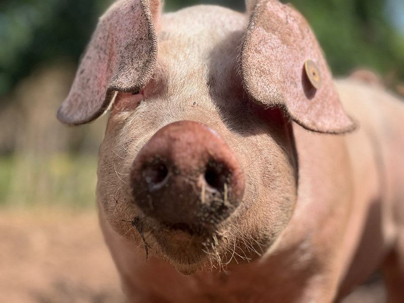 Pig Picture