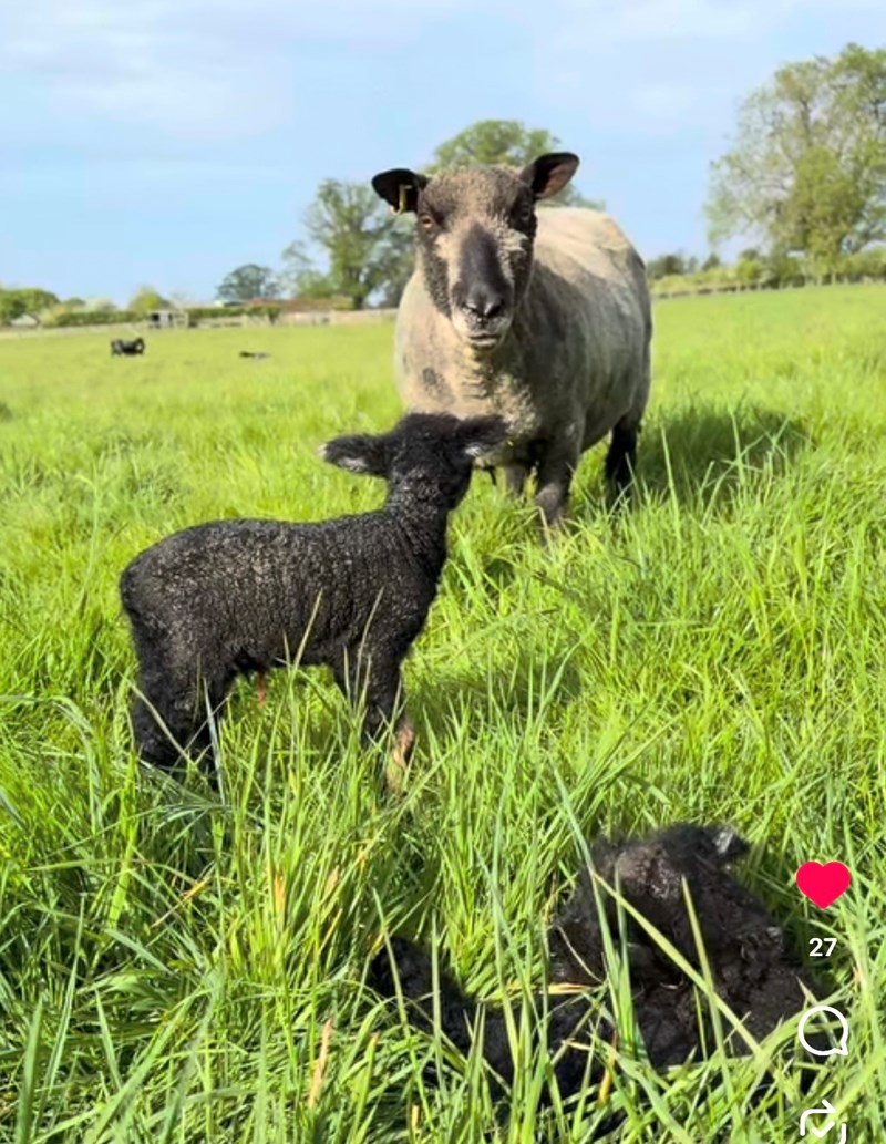 Ryland Lambs