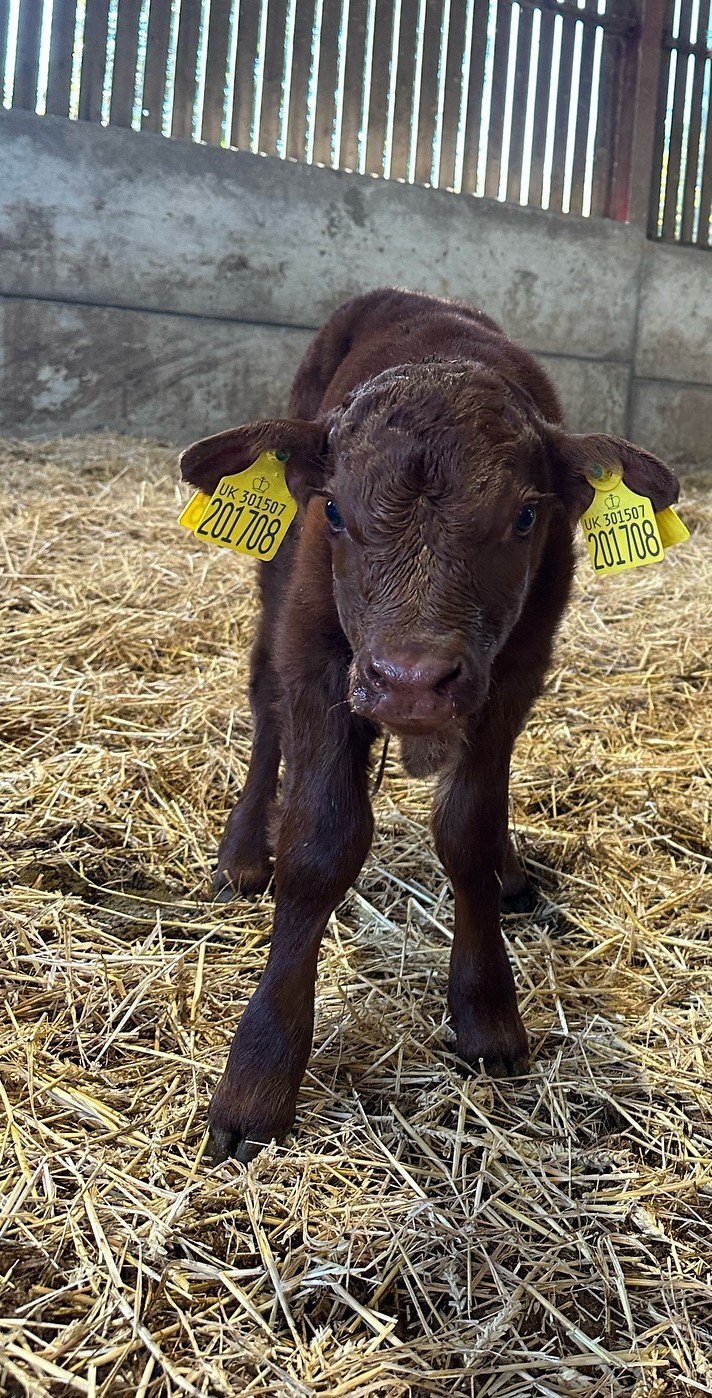 1St Calf