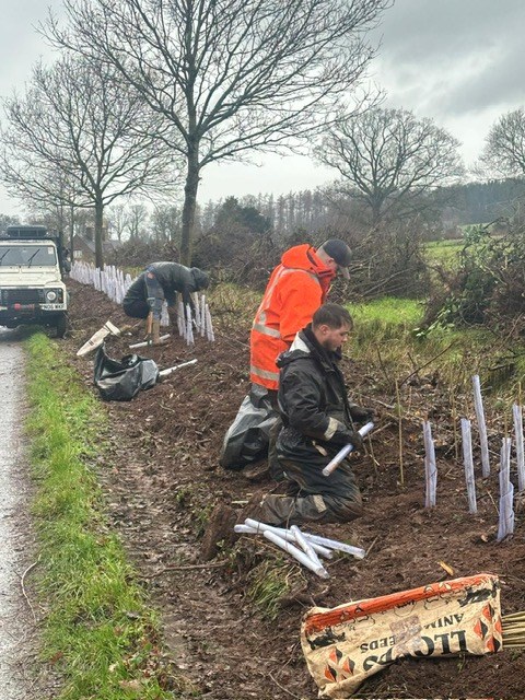 Hedgeplanting1