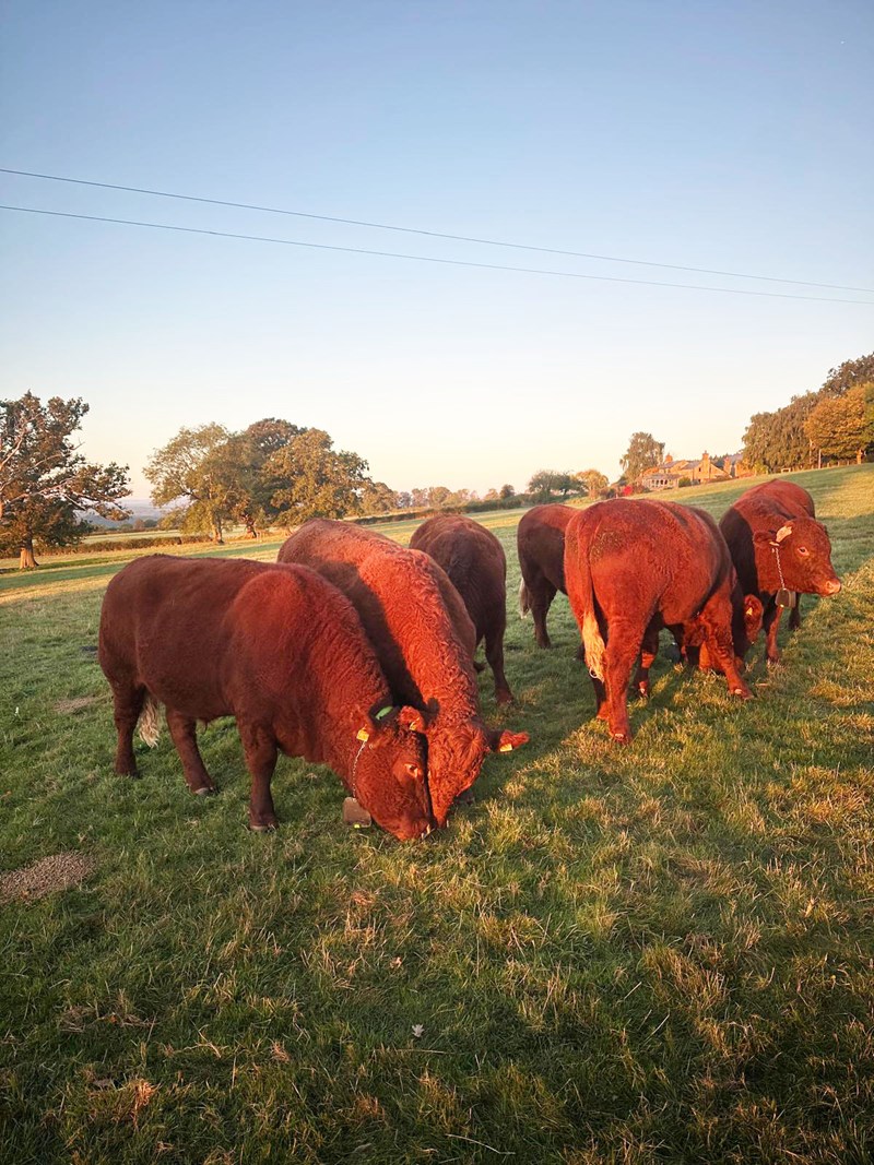 Winter Sun Cows
