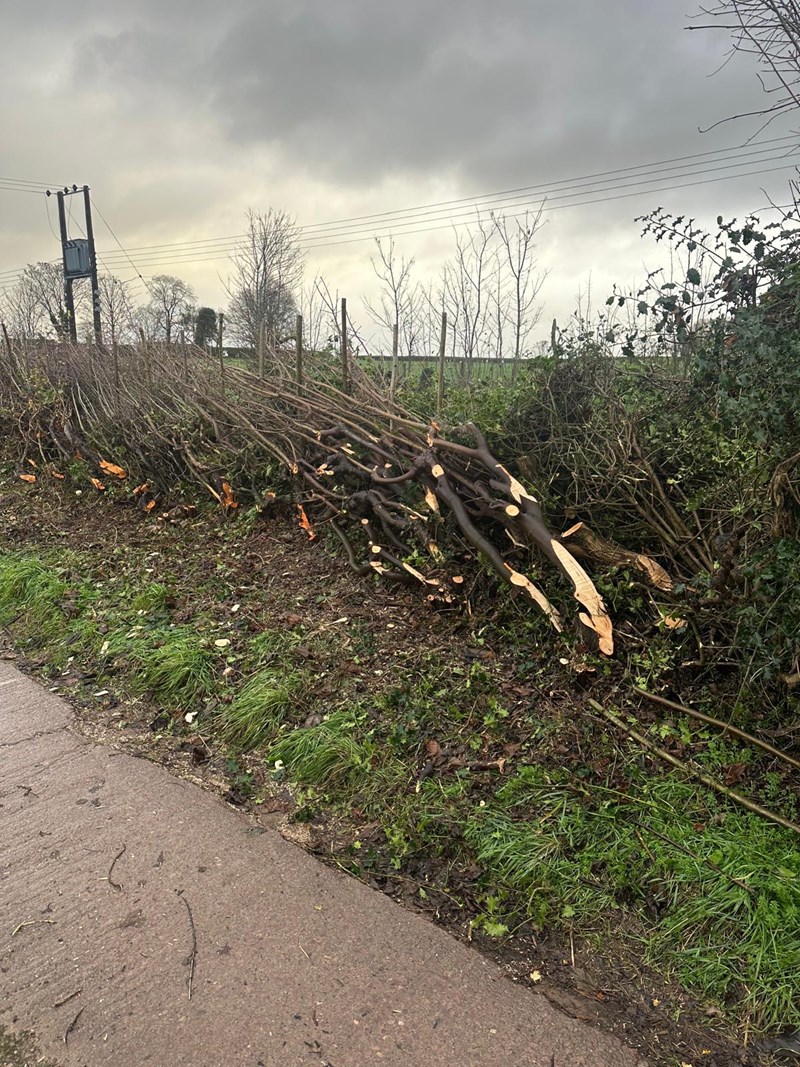Hedgelaying