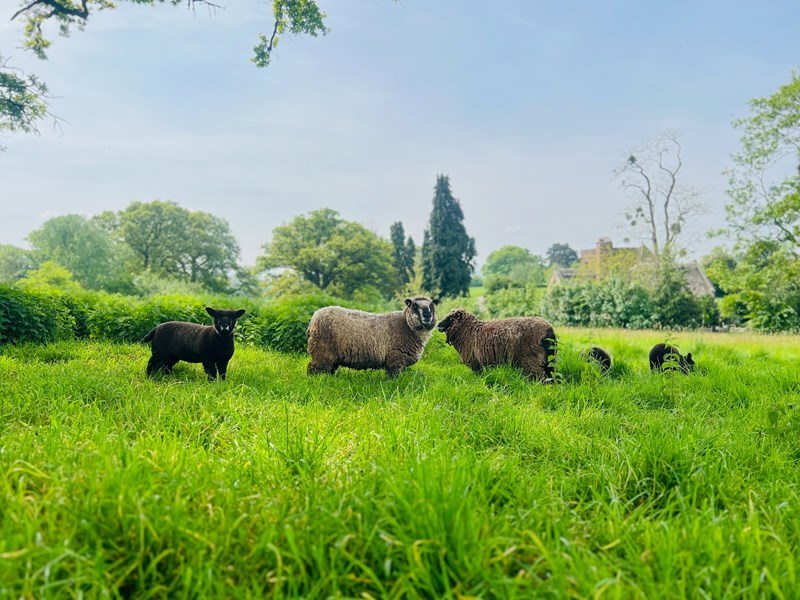 Ryeland Sheep